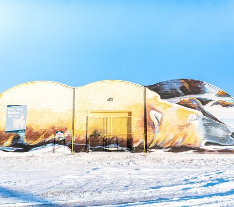 Sleeping polar bear mural on a winter afternoon in Churchill.