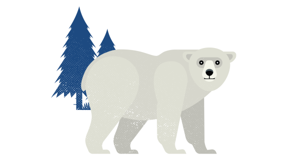 Polar bear illustration